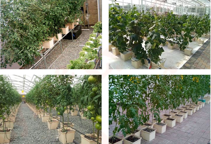荷蘭種植桶系統(tǒng)應(yīng)用場景