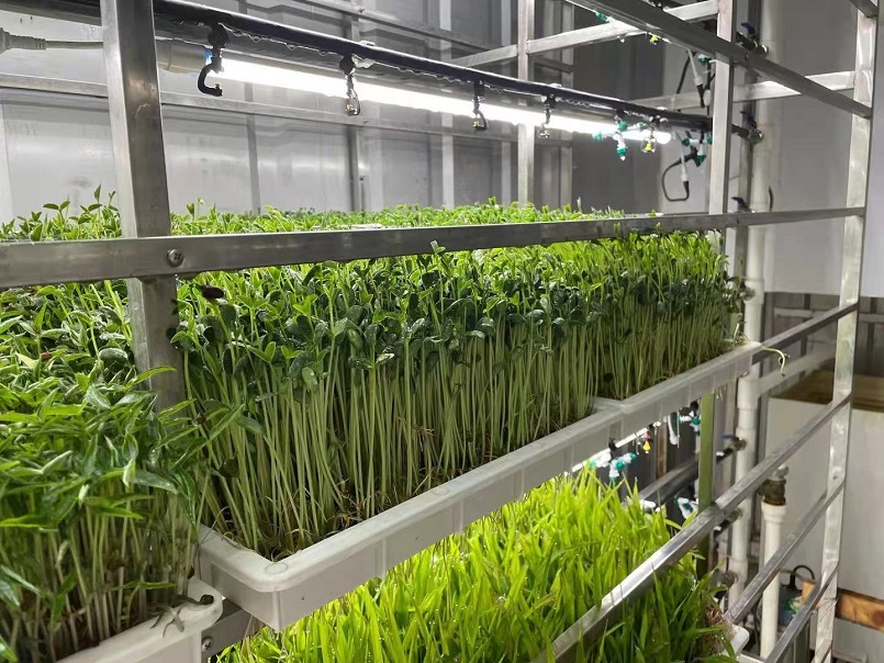 水培牧草種植設備-育苗架
