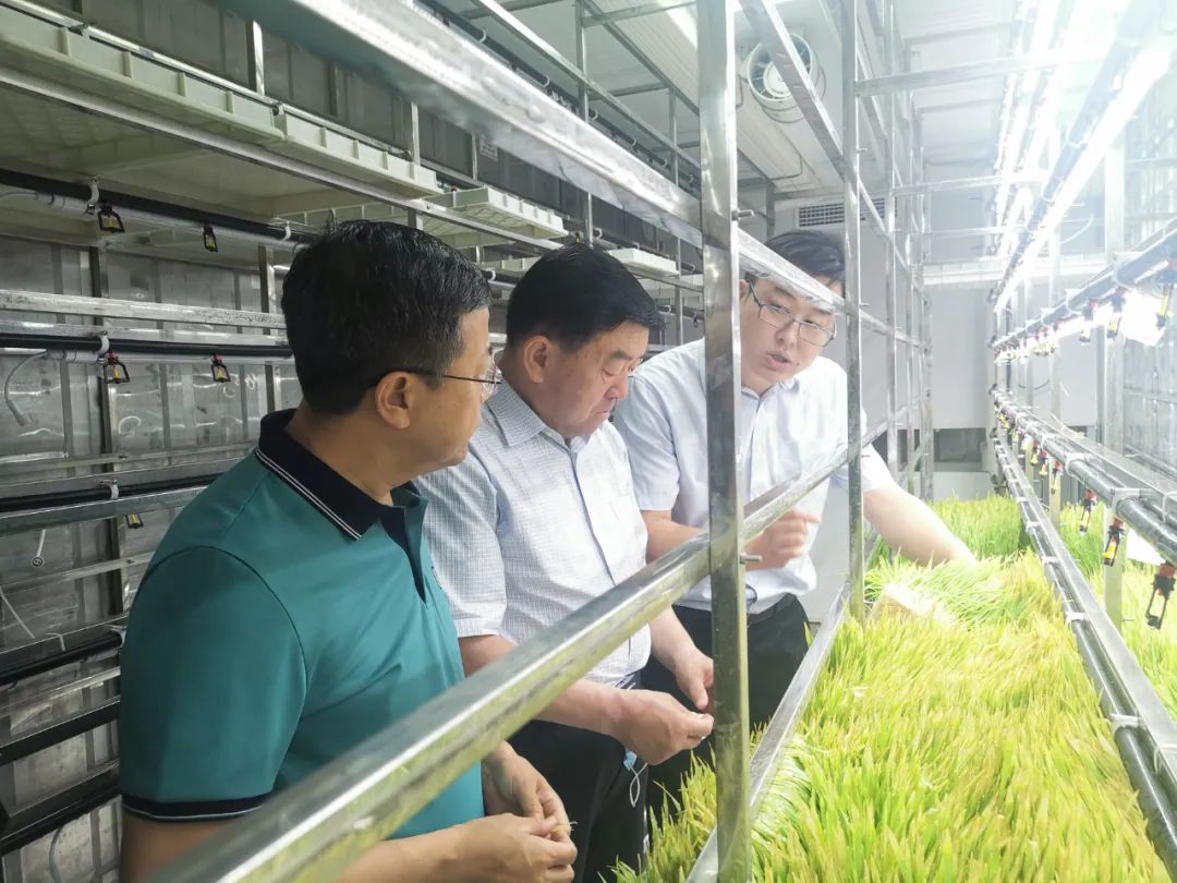 高懷京在河南樂果農牧科技有限公司了解水培牧草生產流程和運營情況