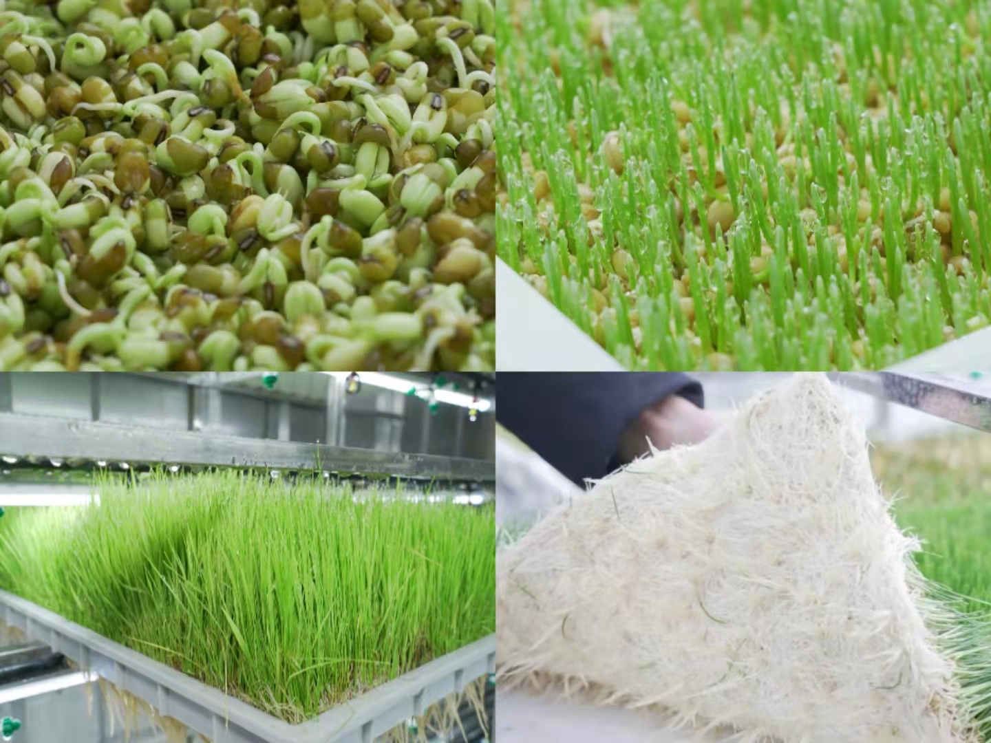 水培牧草生長(zhǎng)過(guò)程