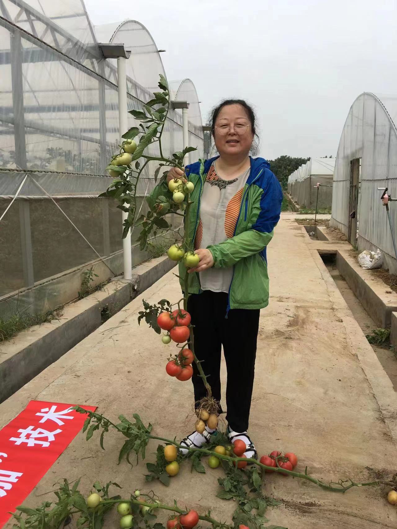 根下結(jié)土豆，枝上長番茄