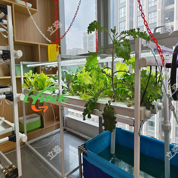 NFT系統(tǒng)種植生菜和羽衣甘藍